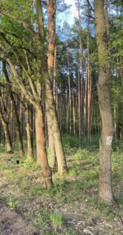 Działka budowlana Teodorów. Zdjęcie 4