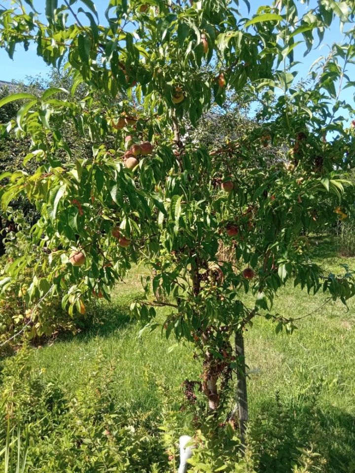 Działka rod Rzeszów, al. Powstańców Warszawy. Zdjęcie 4