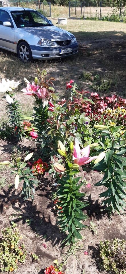 Działka budowlana Brody, ul. Wschodnia. Zdjęcie 5