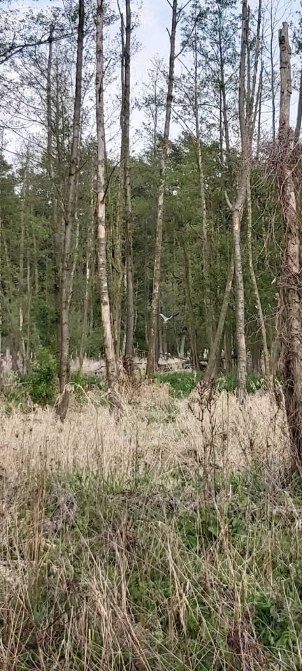 Działka rolna Młynarze. Zdjęcie 5