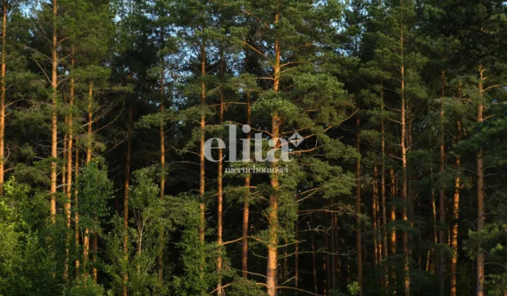 Działka leśna Linia, ul. Długa