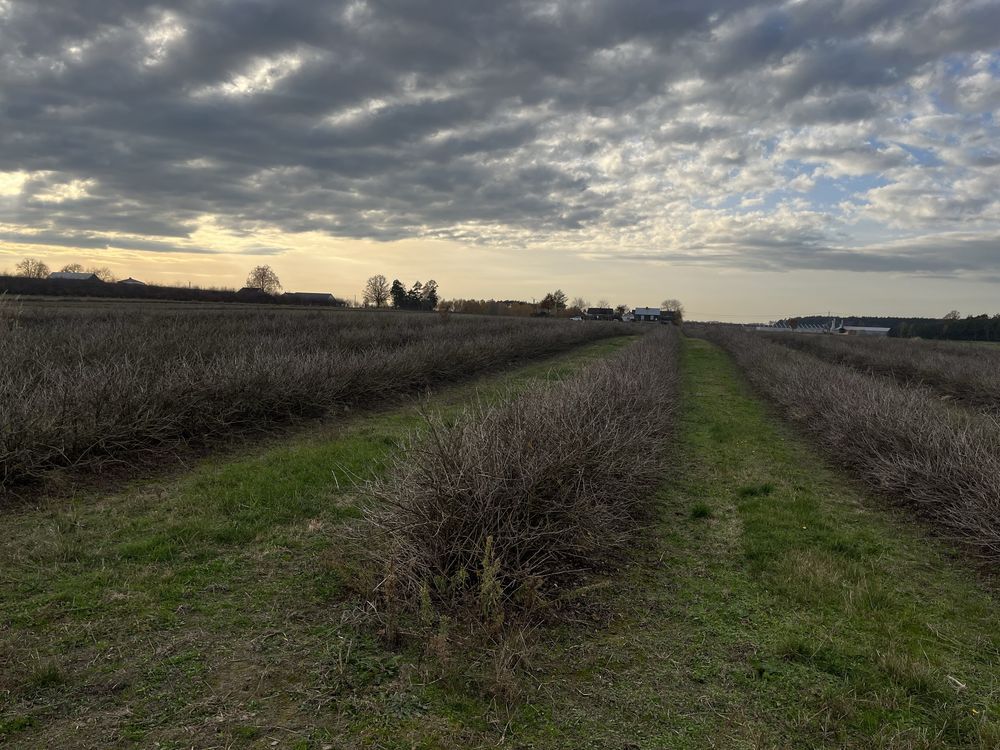 gospodarstwo, 2 pokoje Wierzchowiska Drugie. Zdjęcie 7