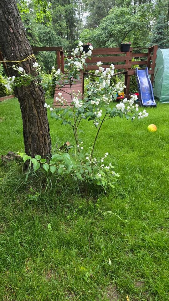 Działka rod Warszawa Wilanów. Zdjęcie 2