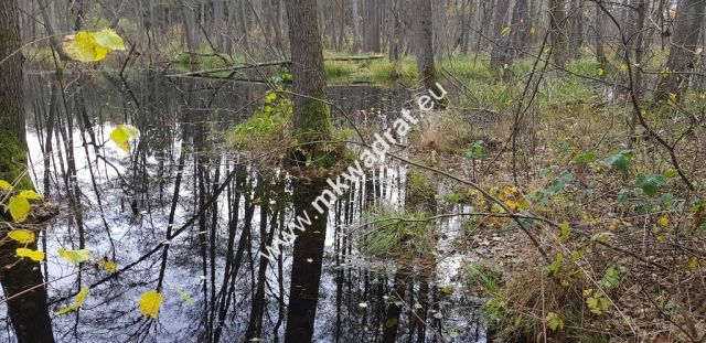 Działka siedliskowa Zimna Woda. Zdjęcie 3