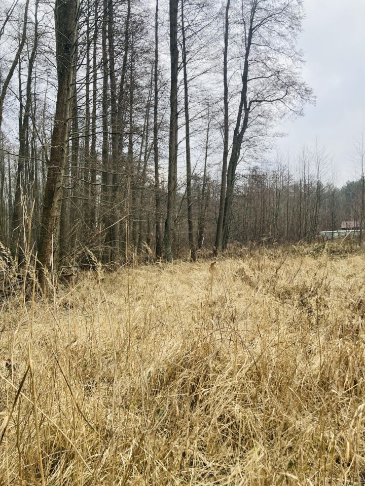 Działka rekreacyjna Myślibórz Wielki. Zdjęcie 2