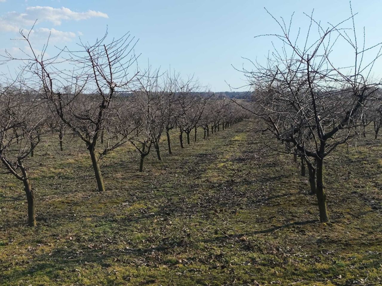 Działka rolna Boiska-Kolonia. Zdjęcie 8
