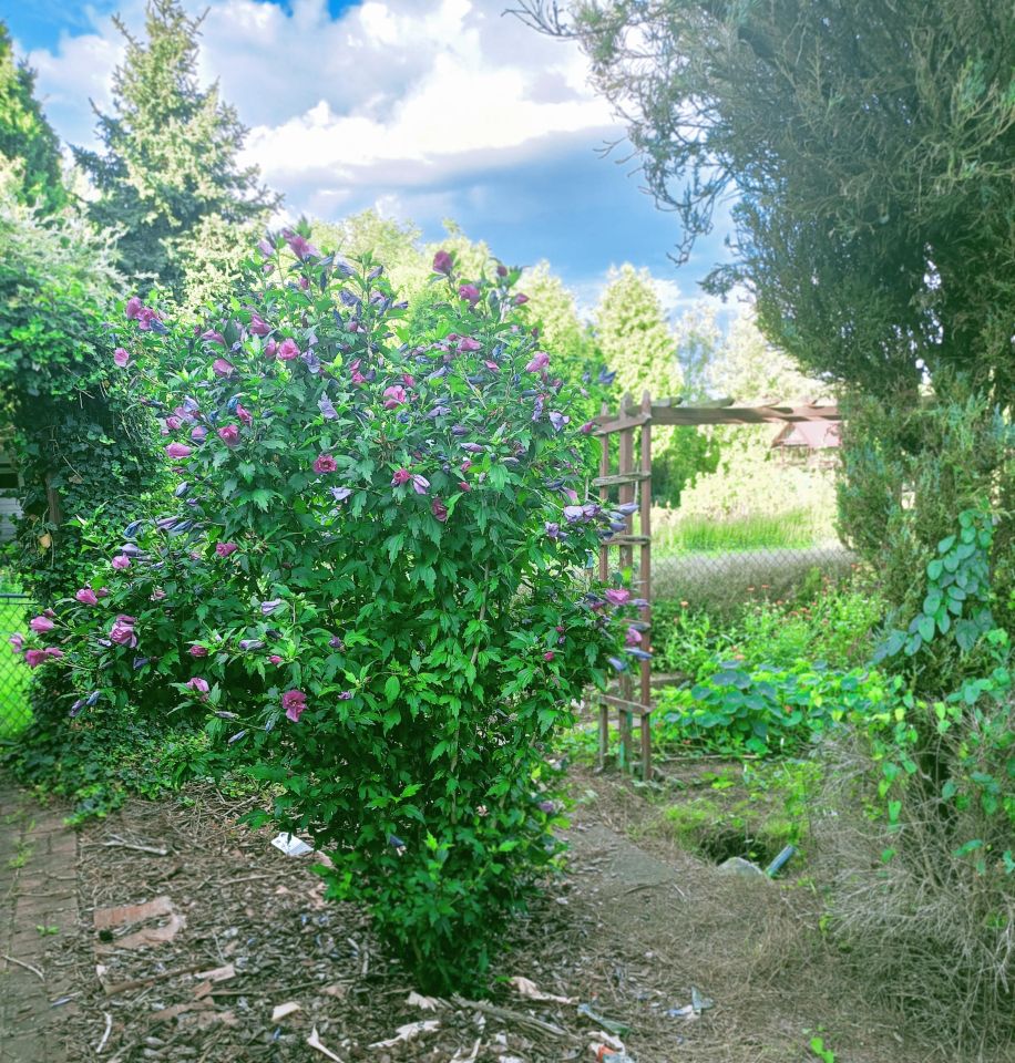 Działka rod Kędzierzyn-Koźle Koźle. Zdjęcie 3