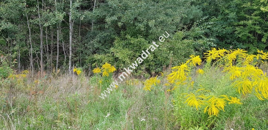 Działka budowlana Książenice. Zdjęcie 8
