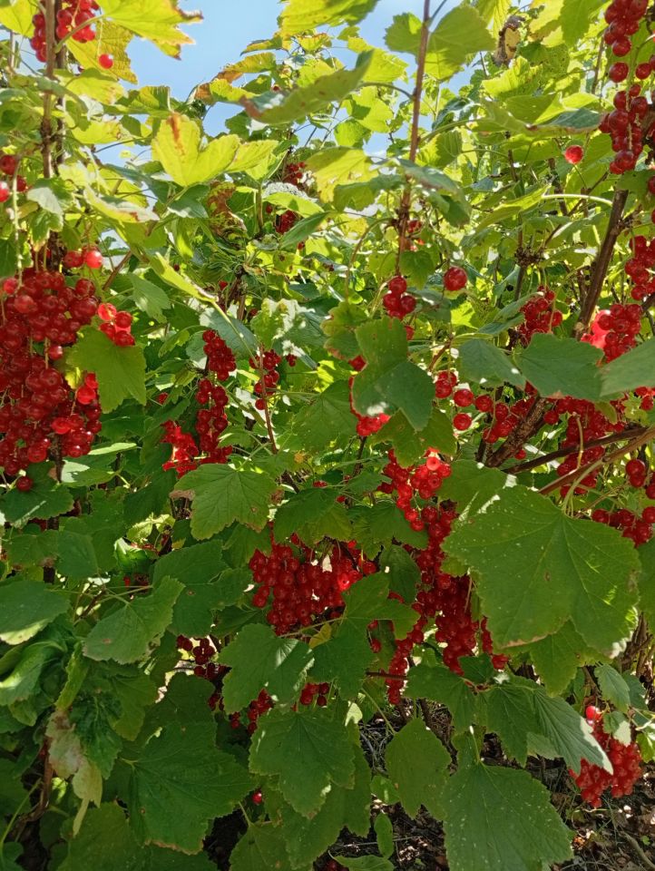 Działka budowlana Ludwinów. Zdjęcie 6