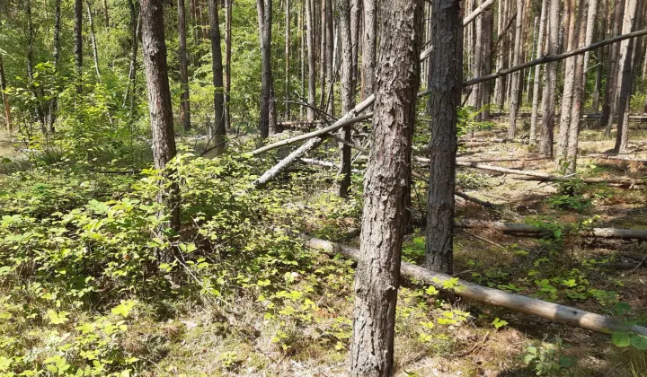 Działka leśna Biała Podlaska Sielczyk