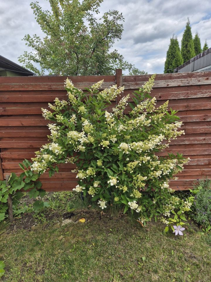 Działka rod Mogilno, ul. Przemysłowa. Zdjęcie 3