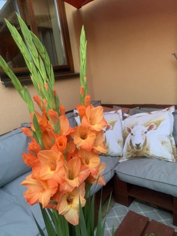 dom wolnostojący, 4 pokoje Huta Żabiowolska, Główna. Zdjęcie 10