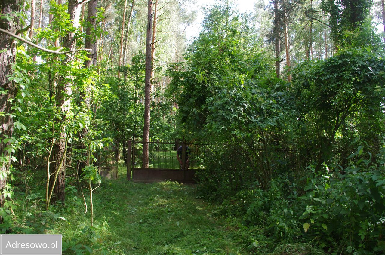 Działka leśna Rogoźnica. Zdjęcie 6