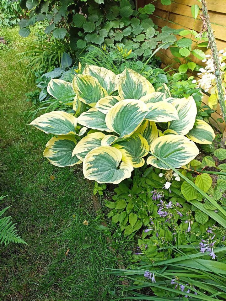 Działka rod Lublin, ul. Działkowa. Zdjęcie 4