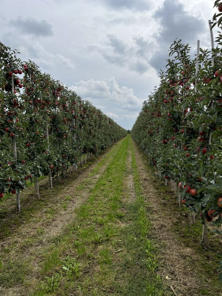 Działka rolna Gnieszowice. Zdjęcie 5