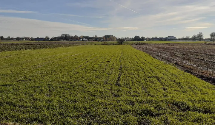 Działka rolna Chodów, ul. Sokołowska