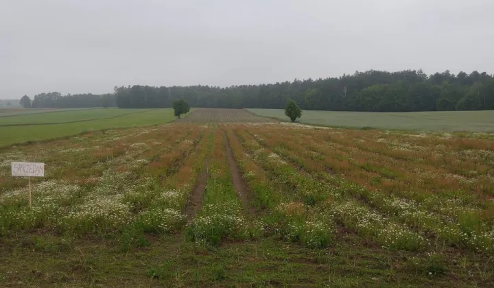 Działka budowlana Leonardów
