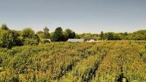 Działka rolno-budowlana Pęchowiec. Zdjęcie 4