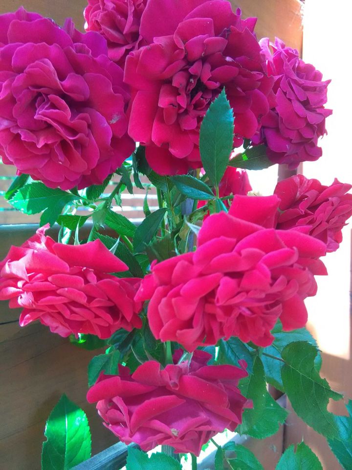 Działka rekreacyjna Nasy. Zdjęcie 5