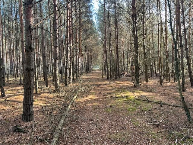 Działka leśna Stara Huta. Zdjęcie 13