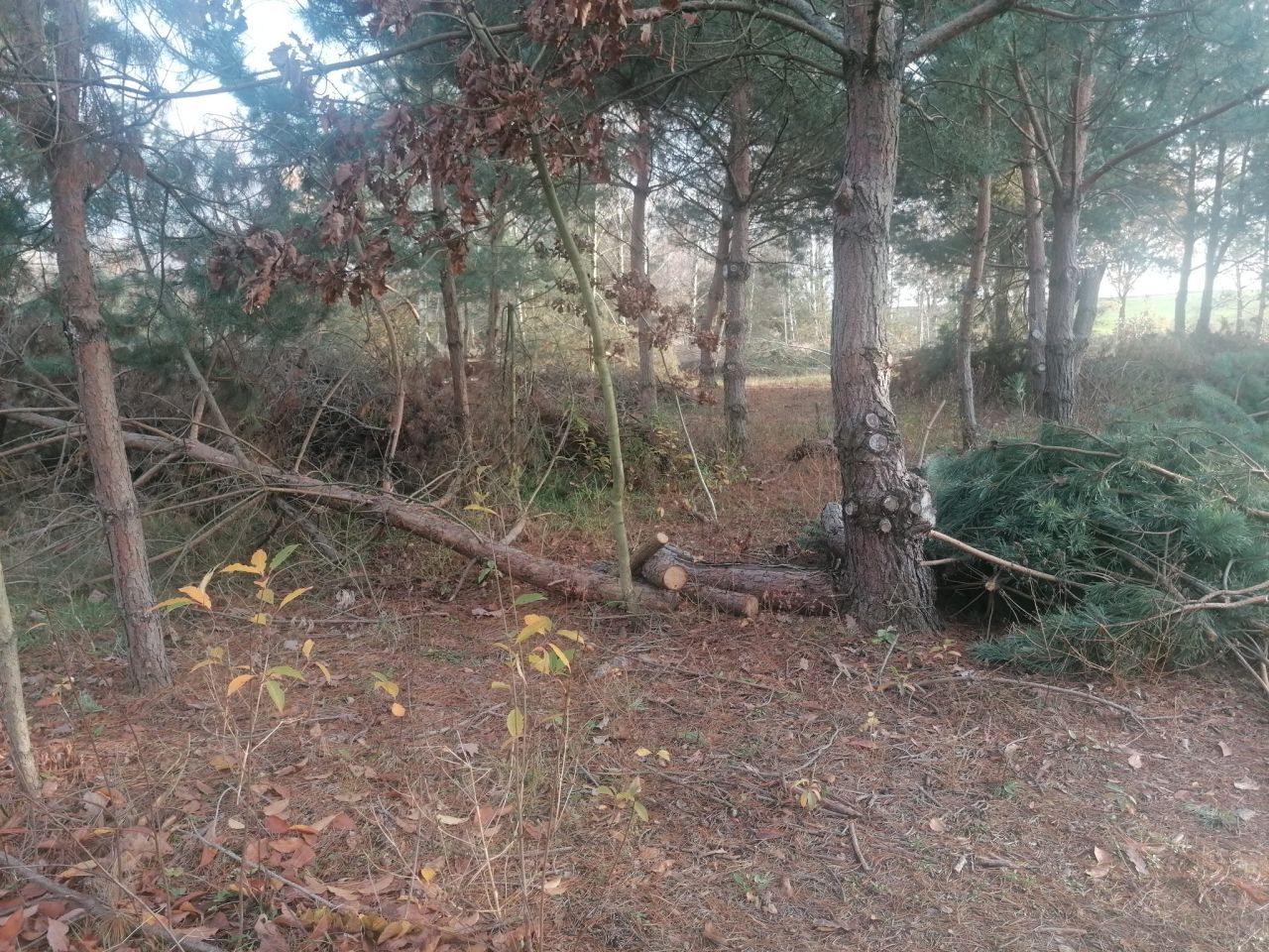 Działka rolna Kępina. Zdjęcie 8