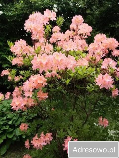 Działka rod Łódź, ul. Olkuska. Zdjęcie 2