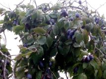 Działka rod Lubiszewo Tczewskie. Zdjęcie 2