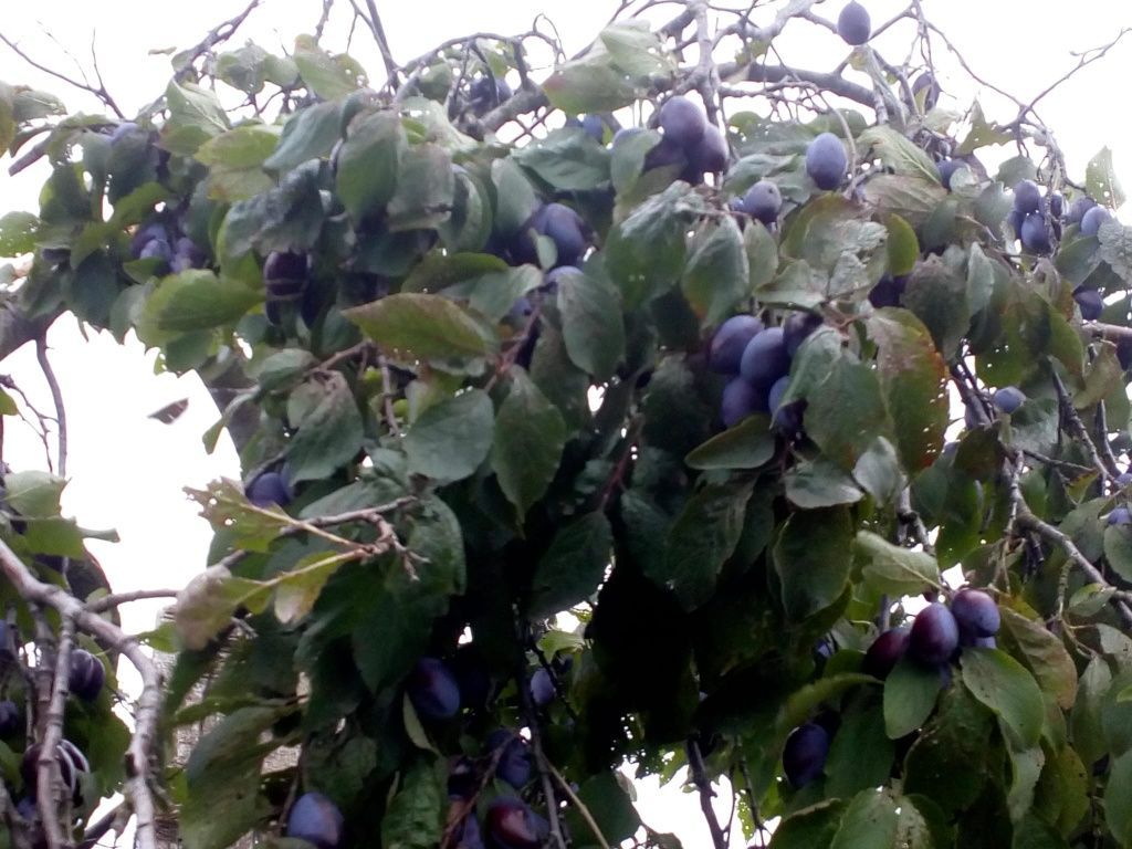 Działka rod Lubiszewo Tczewskie. Zdjęcie 3