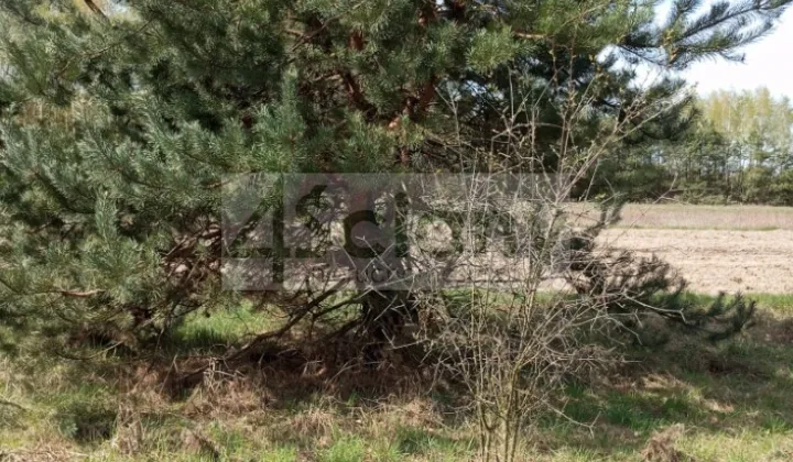 Działka budowlana Brok