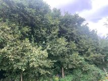 Działka budowlana Warszawa Wilanów, ul. Wał Zawadowski. Zdjęcie 3