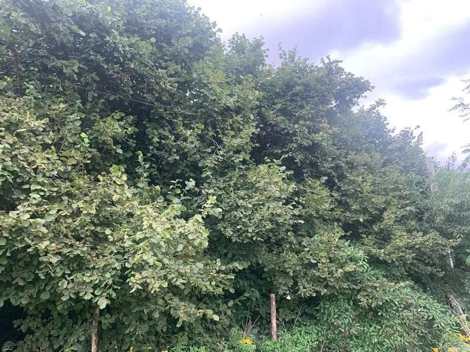 Działka budowlana Warszawa Wilanów, ul. Wał Zawadowski. Zdjęcie 4