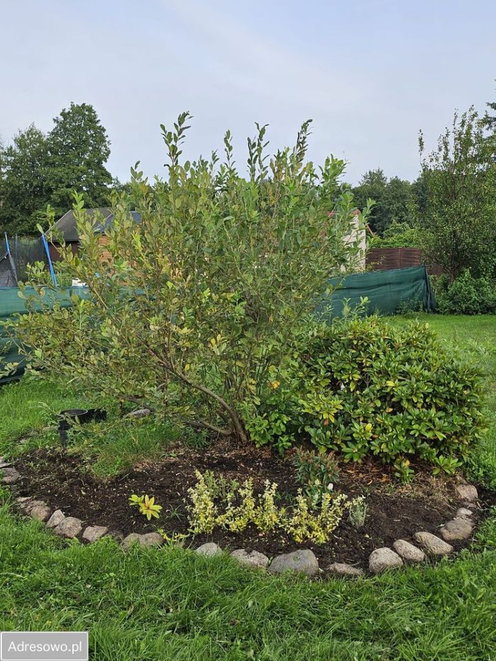 Działka rod Dębostrów. Zdjęcie 6