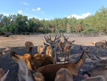 Działka rekreacyjna Cyganówka. Zdjęcie 2