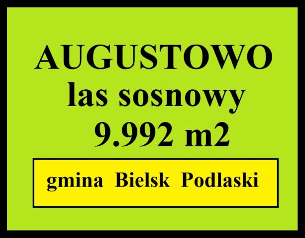 Działka leśna Augustowo. Zdjęcie 1