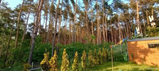 dom wolnostojący, 2 pokoje Wiktorowo, Leśna. Zdjęcie 6