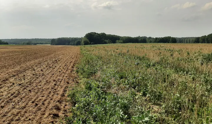 Działka rolna Przemocze