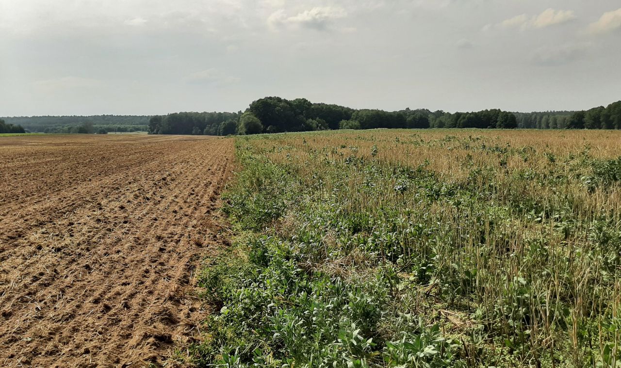 Działka rolna Przemocze