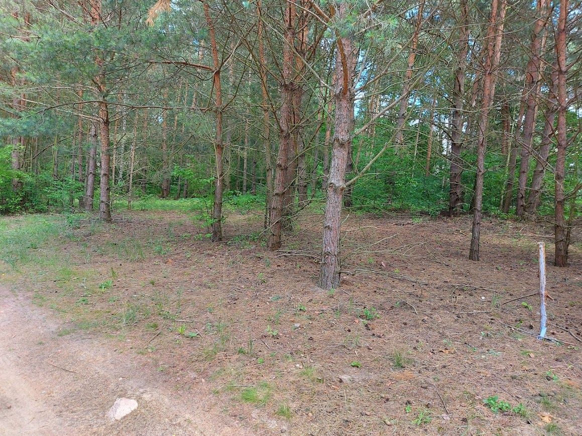 Działka rekreacyjna Tresta, ul. Olszynowa. Zdjęcie 5