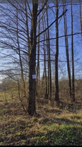 Działka rolna Niedabyl. Zdjęcie 1