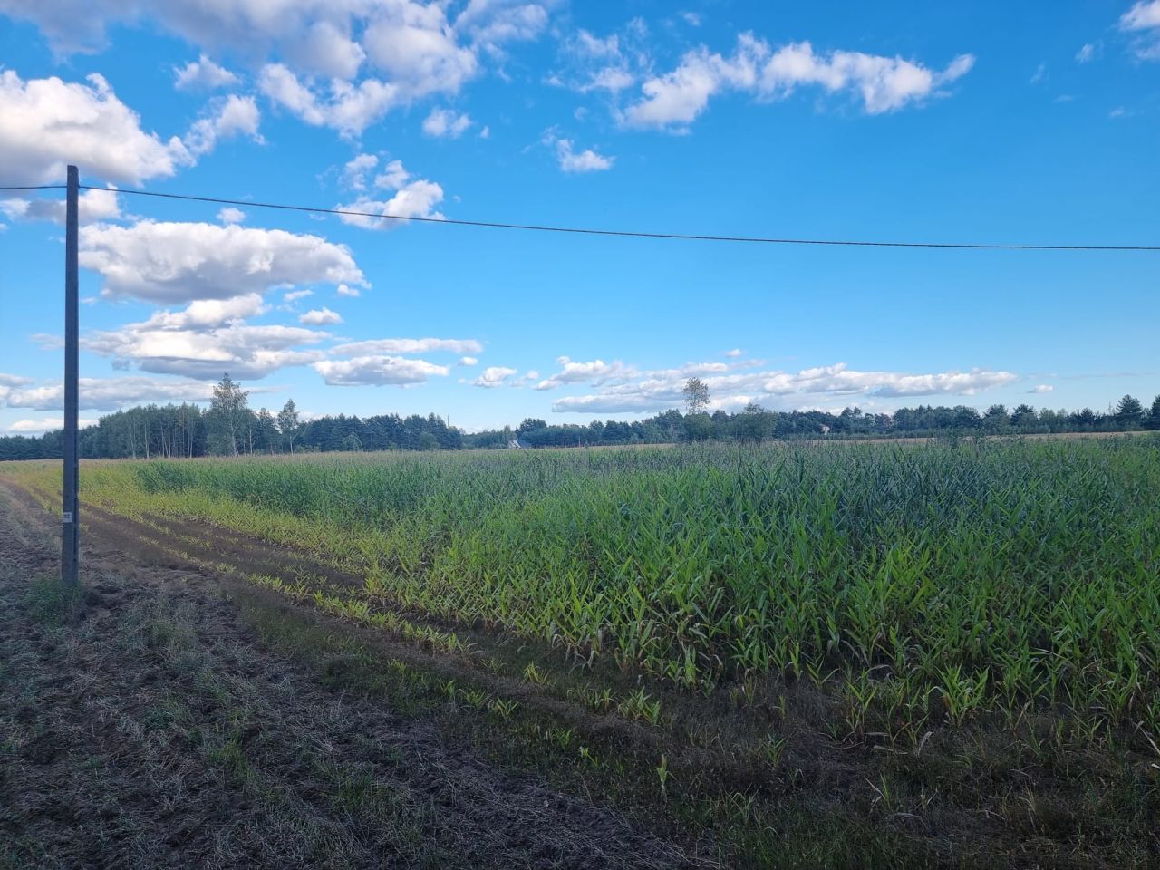 Działka budowlana Trypucie. Zdjęcie 6