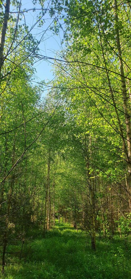 Działka leśna Stary Cydzyn. Zdjęcie 7