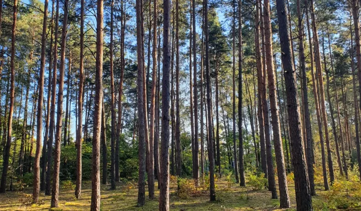 Działka leśna Kostrzyn