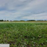 Działka rolno-budowlana Budy Dłutowskie. Zdjęcie 4