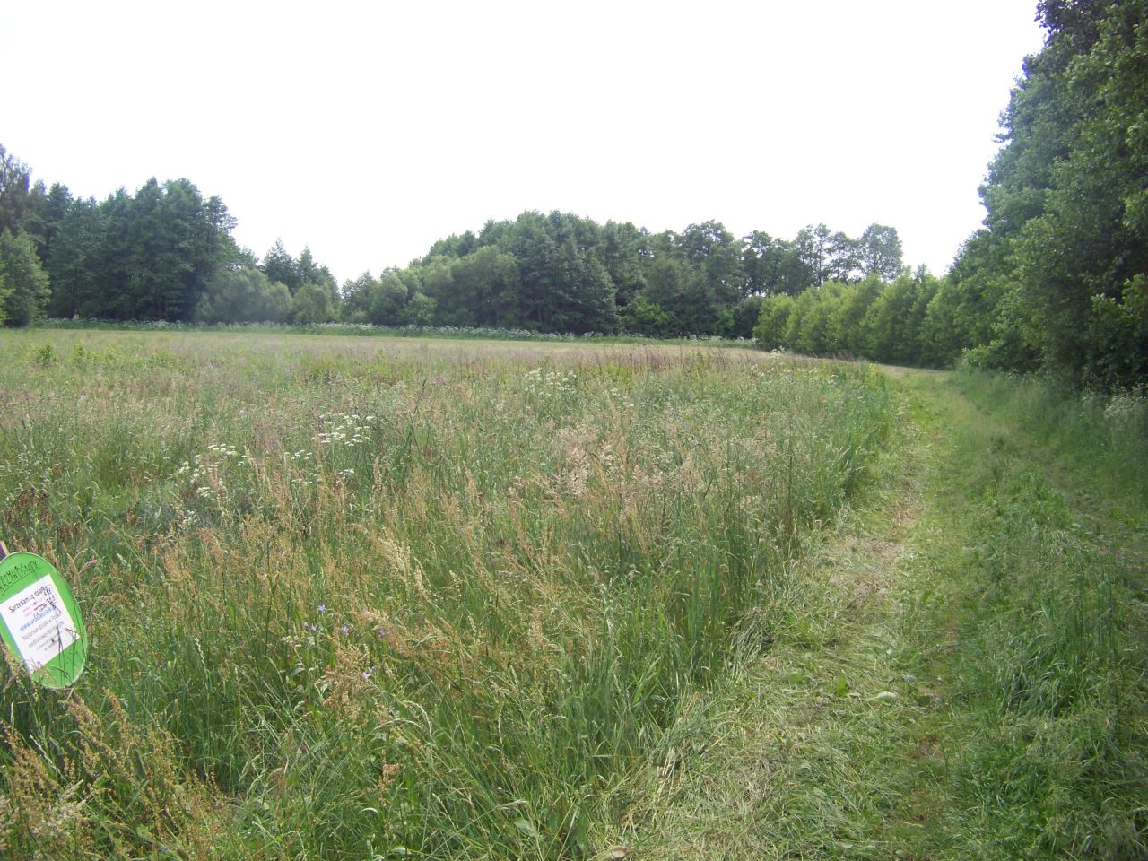 Działka rolno-budowlana Krzywośnity. Zdjęcie 2