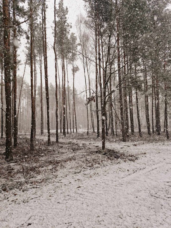 Działka budowlana Kąck, ul. Sosnowa. Zdjęcie 3