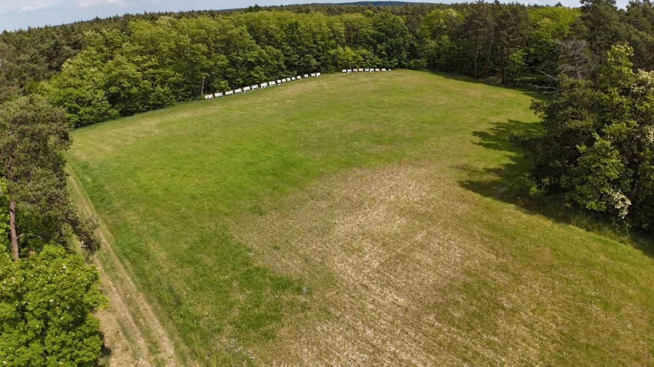 Działka rolno-budowlana Grabowiec. Zdjęcie 6