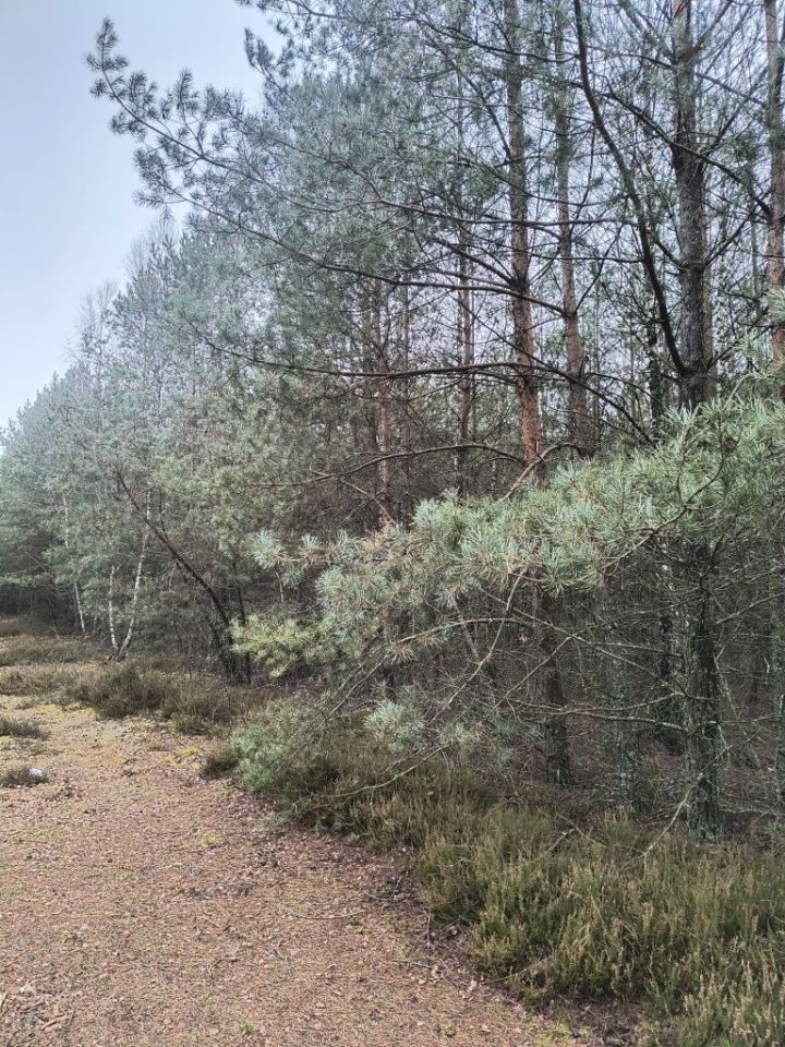 Działka leśna Rosko. Zdjęcie 8