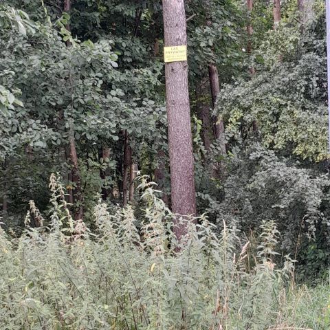 Działka leśna Sępólno Krajeńskie, ul. Niechorska. Zdjęcie 1