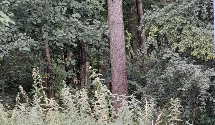 Działka leśna Sępólno Krajeńskie, ul. Niechorska