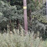 Działka leśna Sępólno Krajeńskie, ul. Niechorska